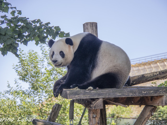 Pairi Daiza - Voyages Feyen - photo 23