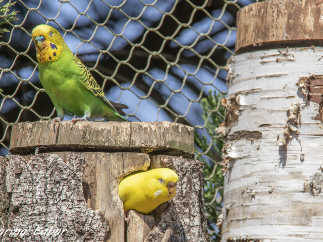 Pairi Daiza - Voyages Feyen - photo 24