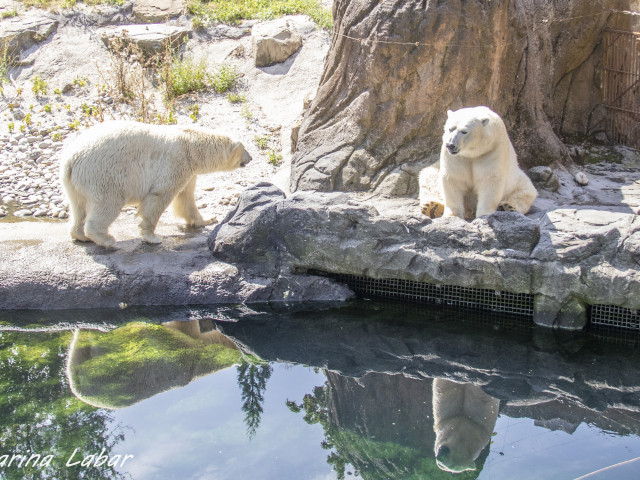 Pairi Daiza - Voyages Feyen - photo 24