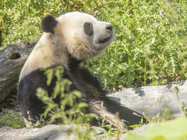 Pairi Daiza - Voyages Feyen - photo 25