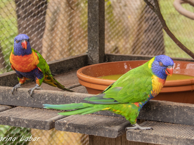 Pairi Daiza - Voyages Feyen - photo 26